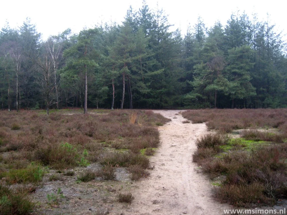 Langenboom_-_Langenboomse_Bossen_en_De_Kuilen_0335.jfif