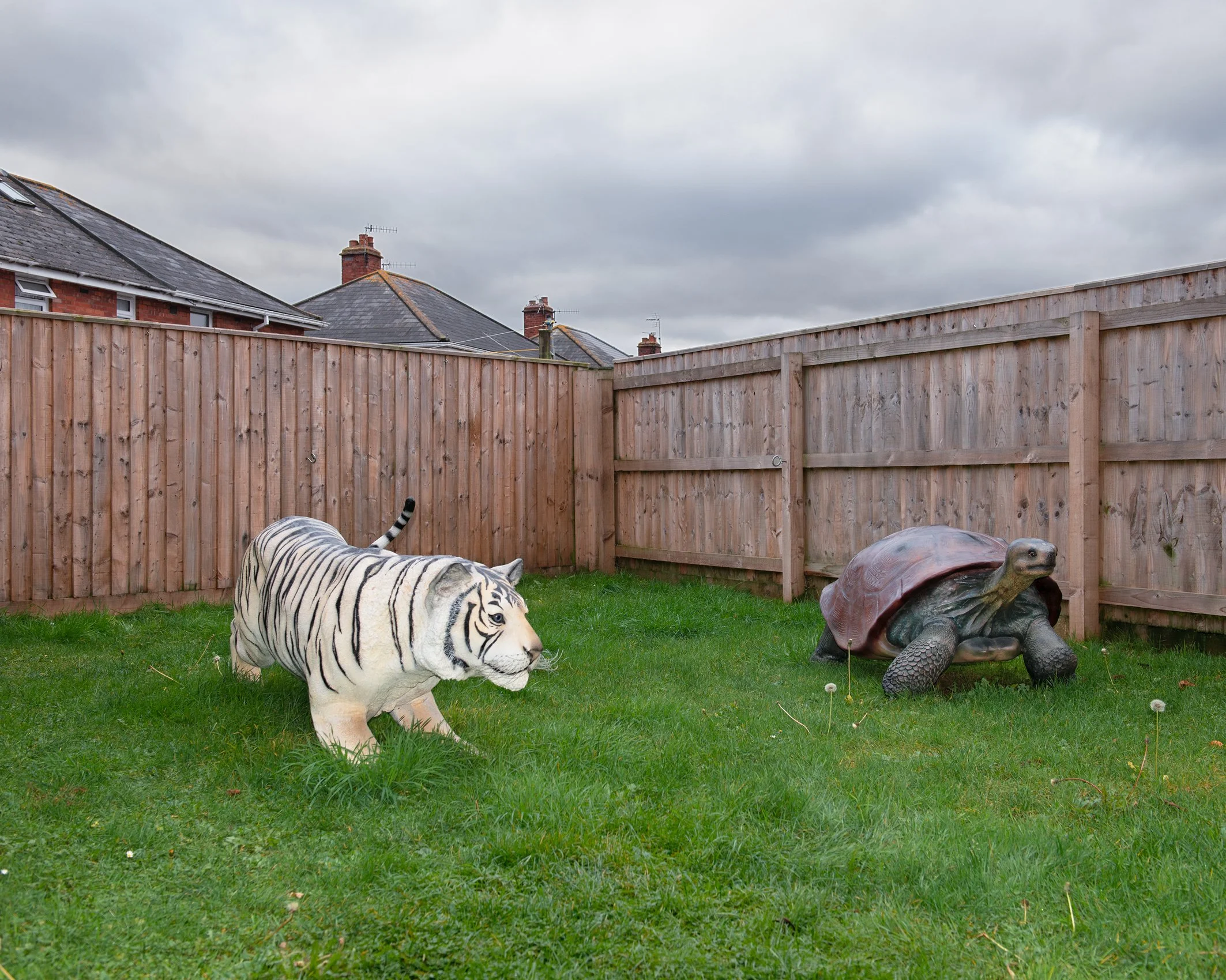 Tiger and Tortoise Garden