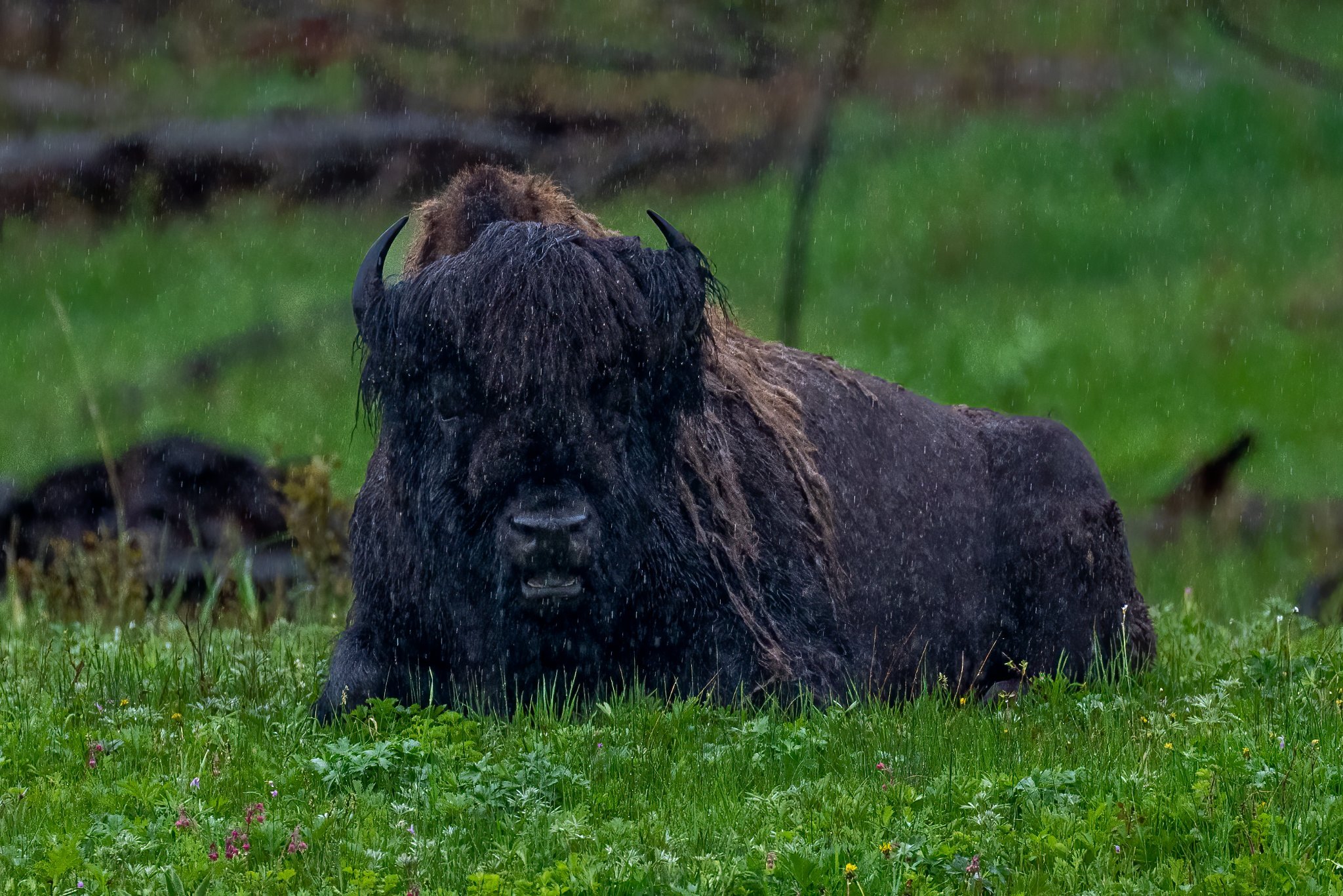 Yellowstone 6.jpg