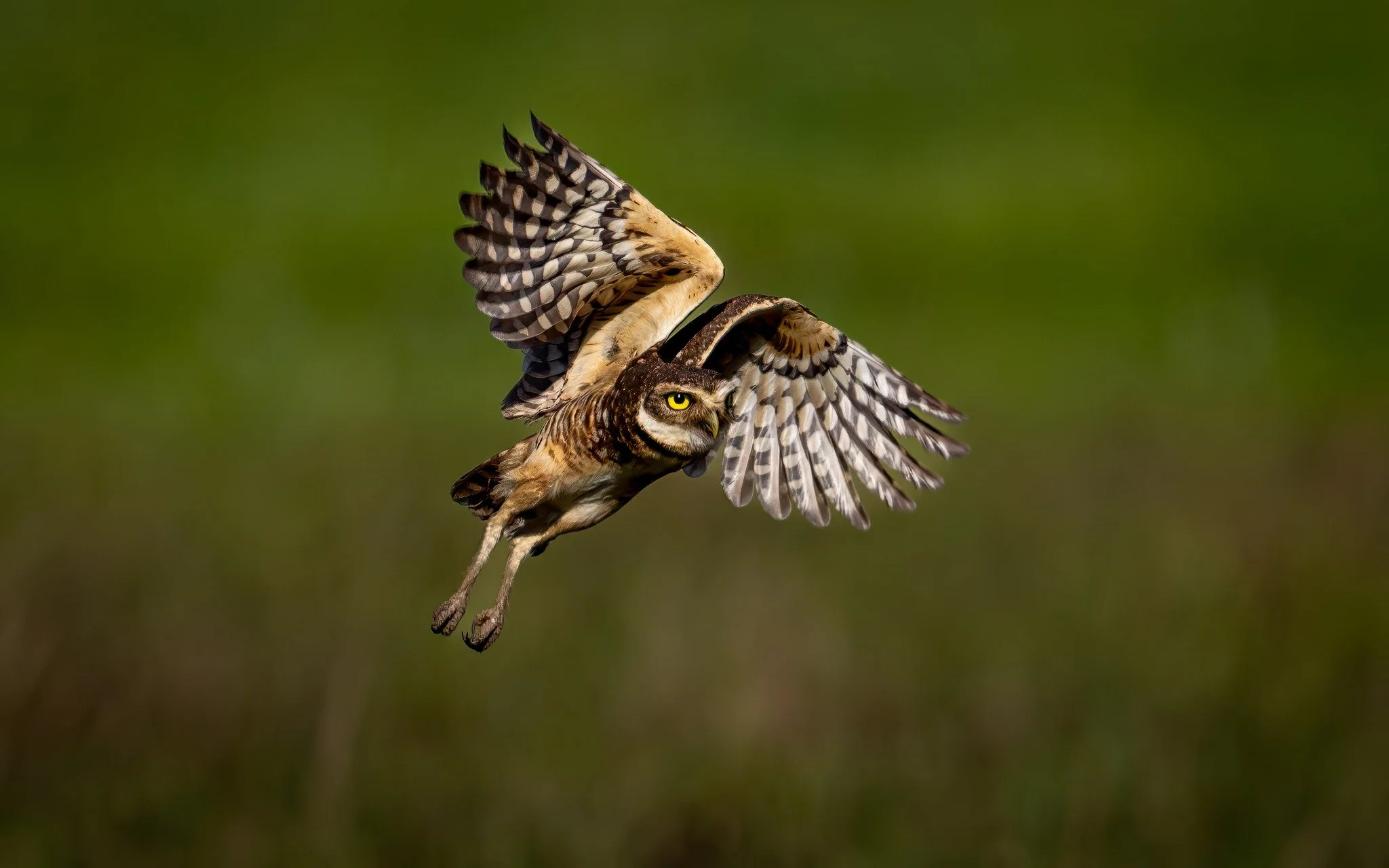 Brazil Owls3.jpg
