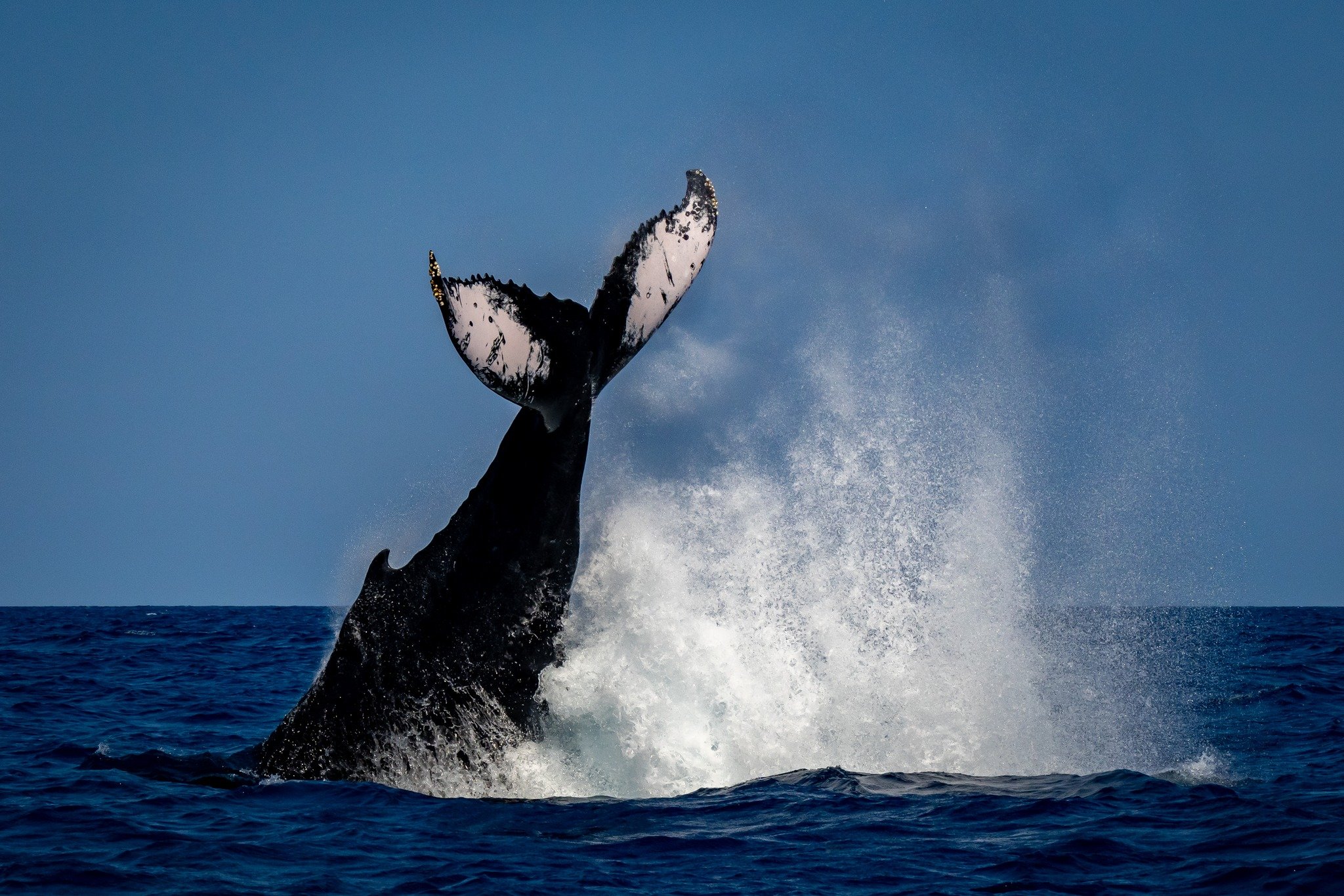 Humpback3.jpg