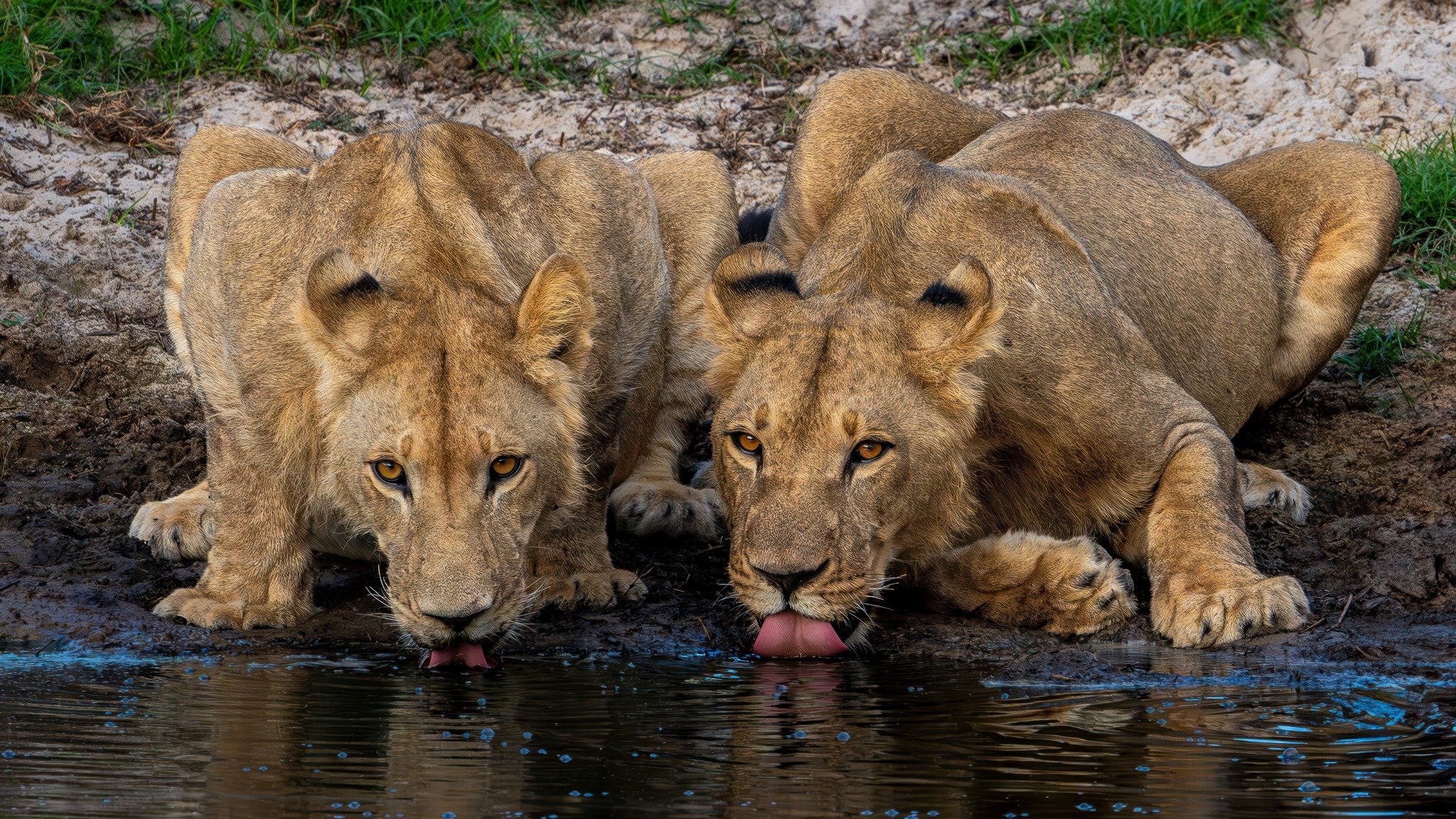 Lion.jpg
