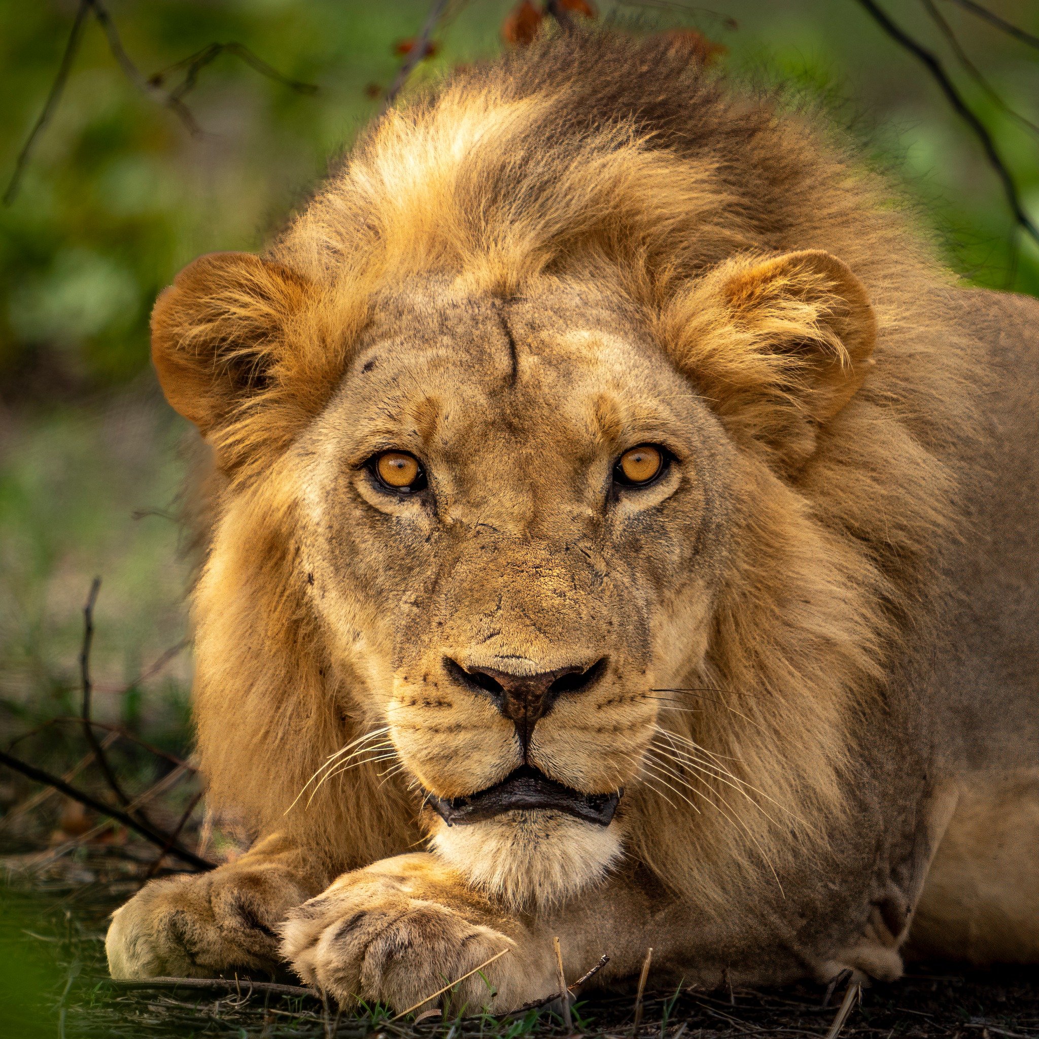 Lion6.jpg