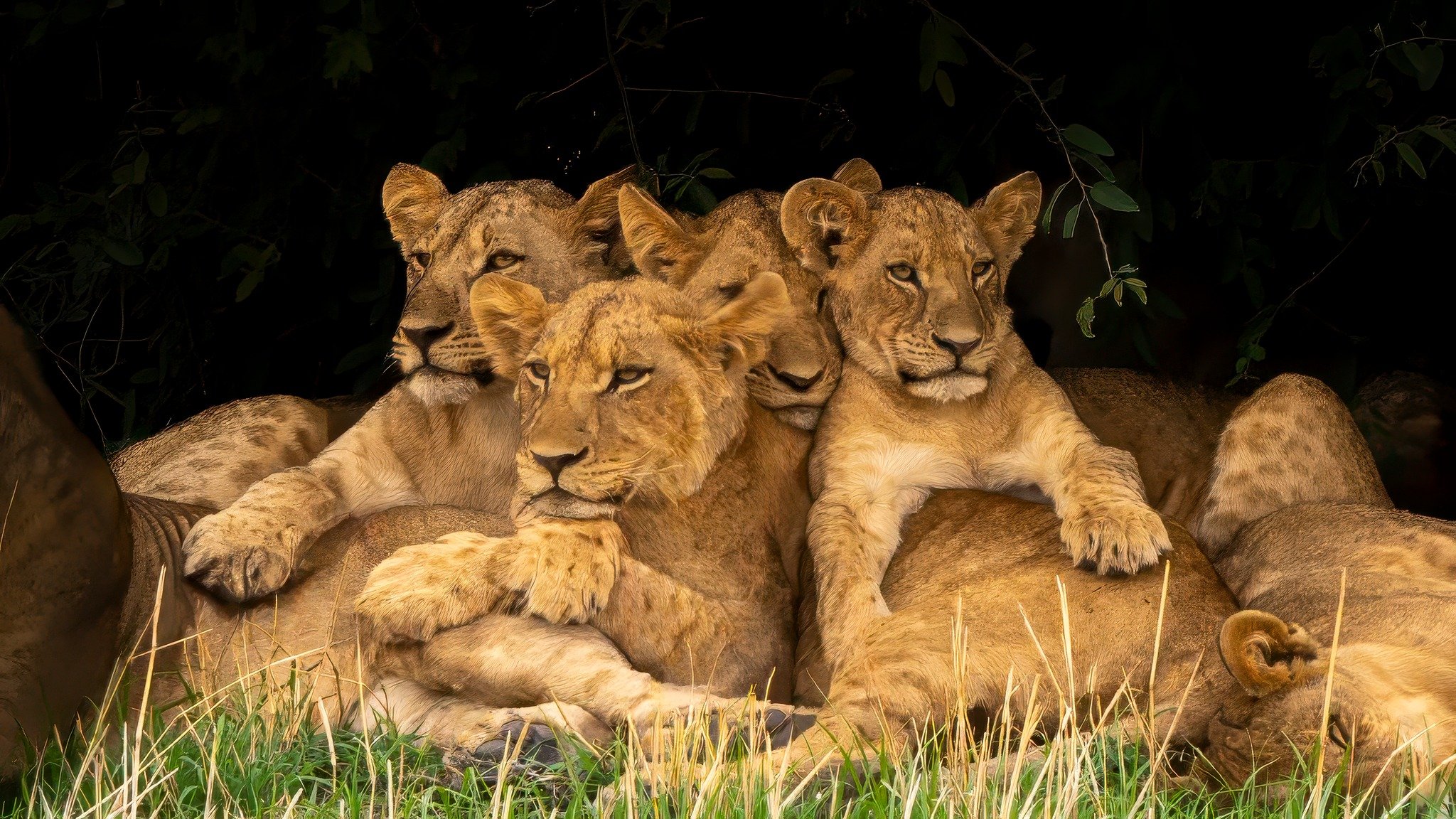 Lion4.jpg