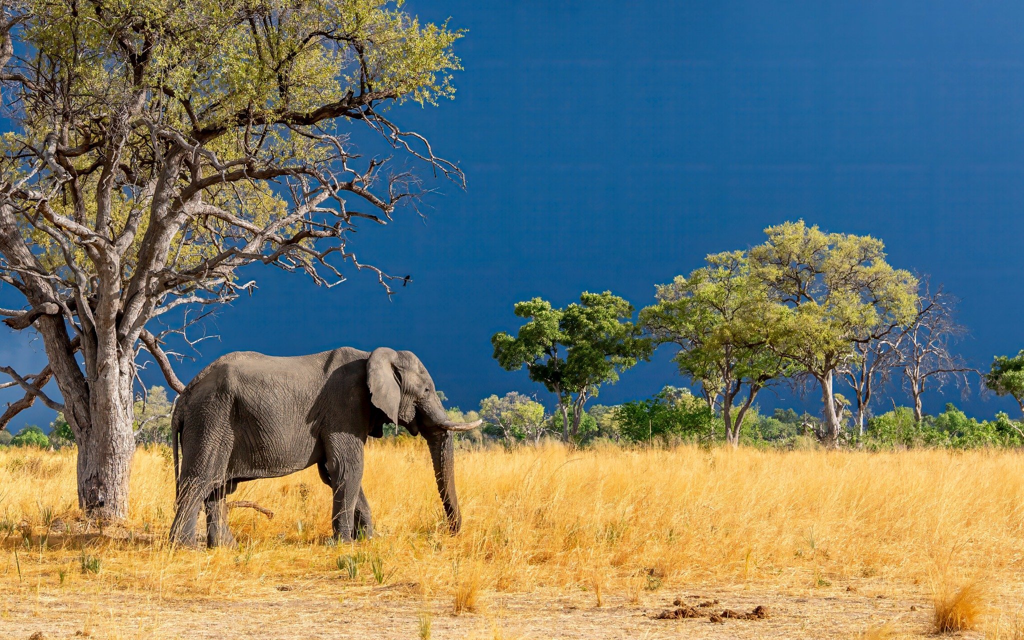 Botswana Elephant 2.jpg