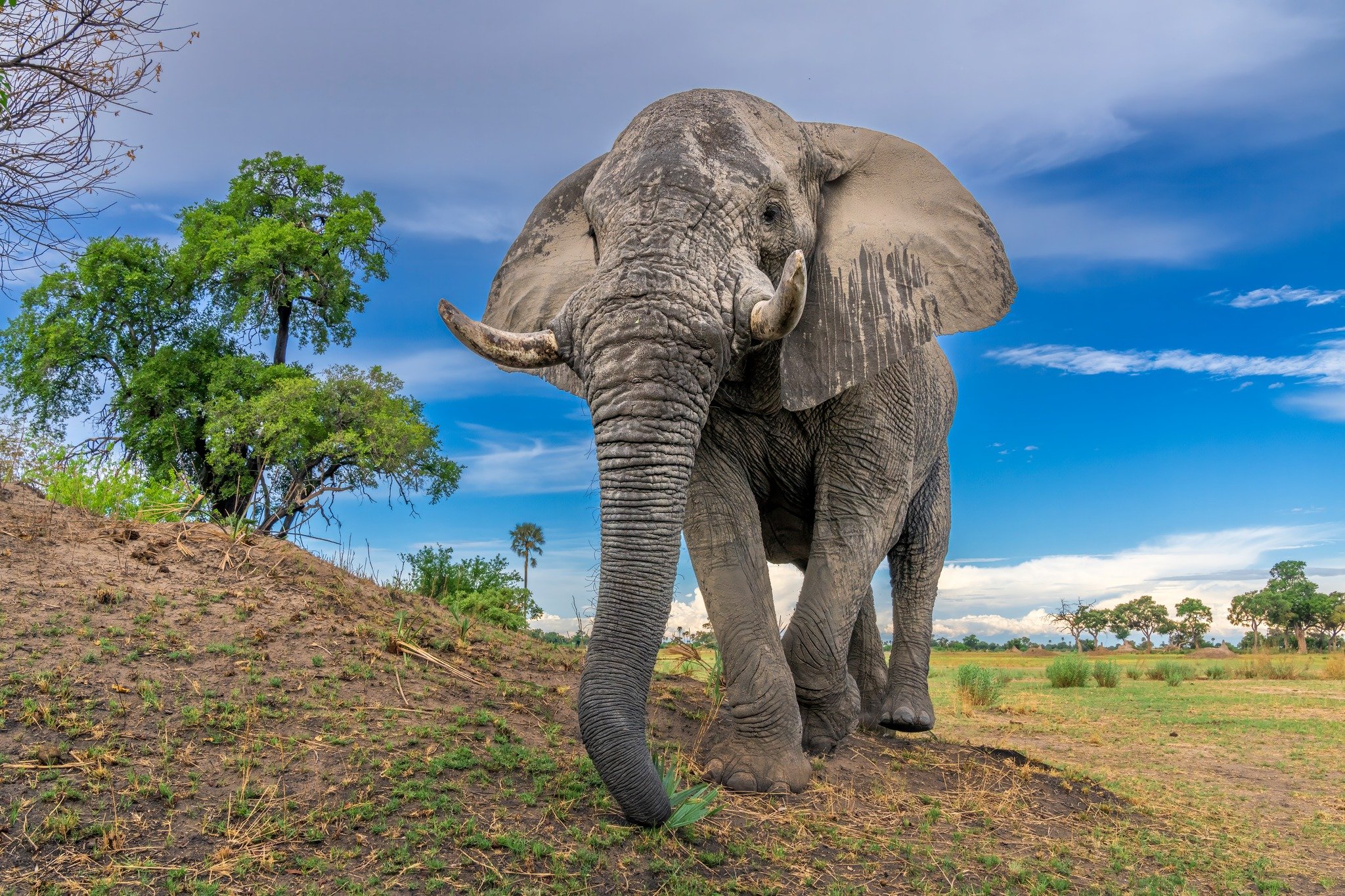 Botswana Elephant 1.jpg