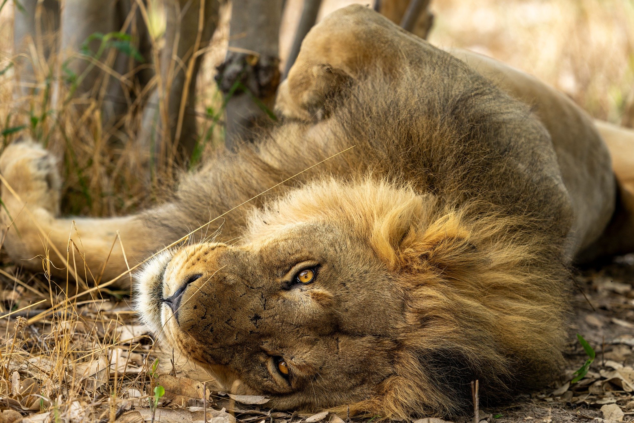 Lion5.jpg