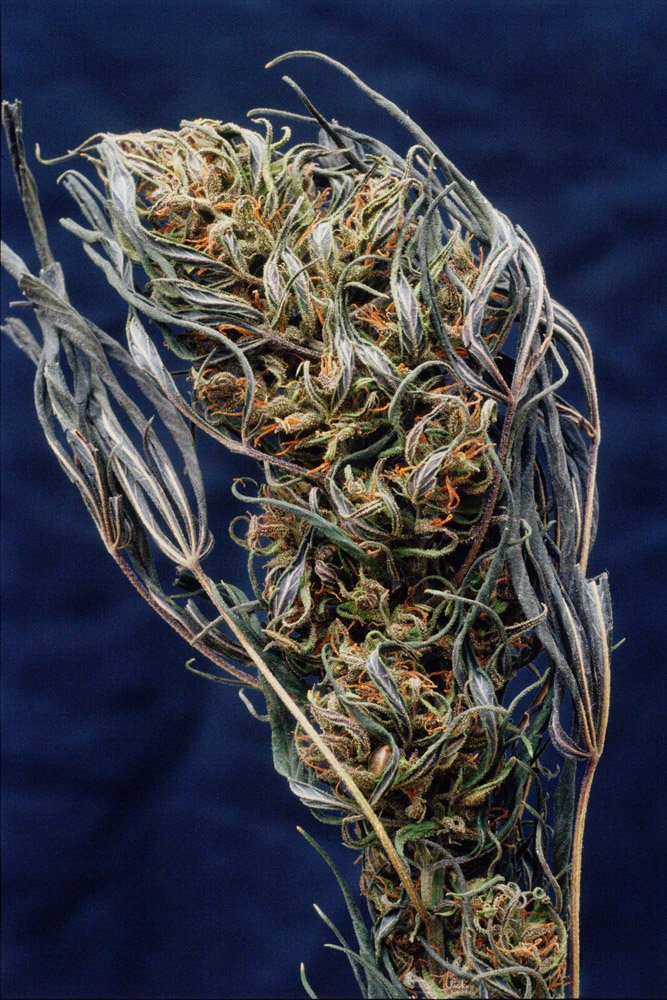 Frank_Purple Mexican_Oakland_CA_1979