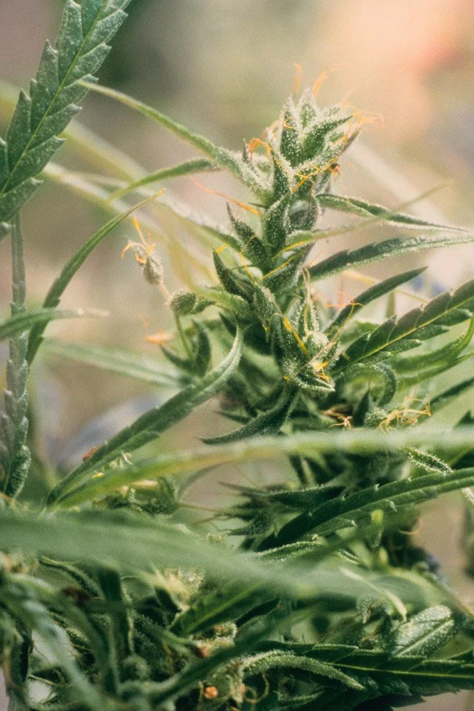 Frank_California Red Head_Santa Monica_CA_1996