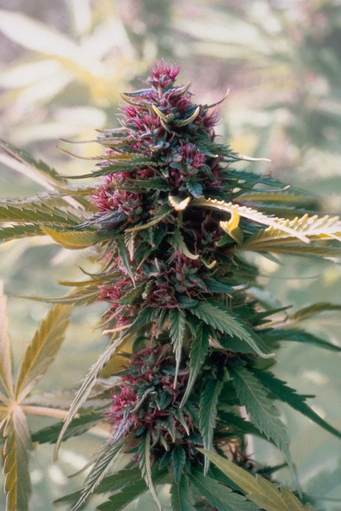 Frank_Afghani1 Landrace F1_Calaveras County_CA_1980