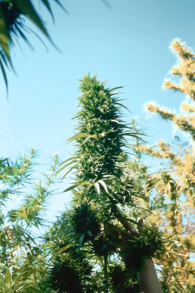 Frank_Mexican_Calaveras County_CA_1977