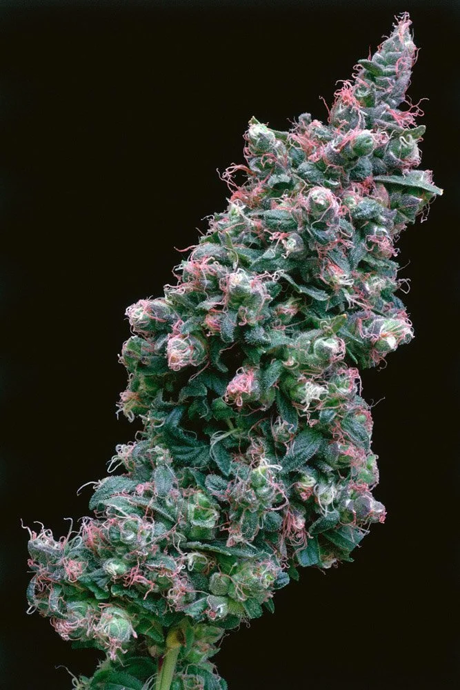 Frank_Greenie Baby_Hybrid under HPS_Mar Vista_CA_1995