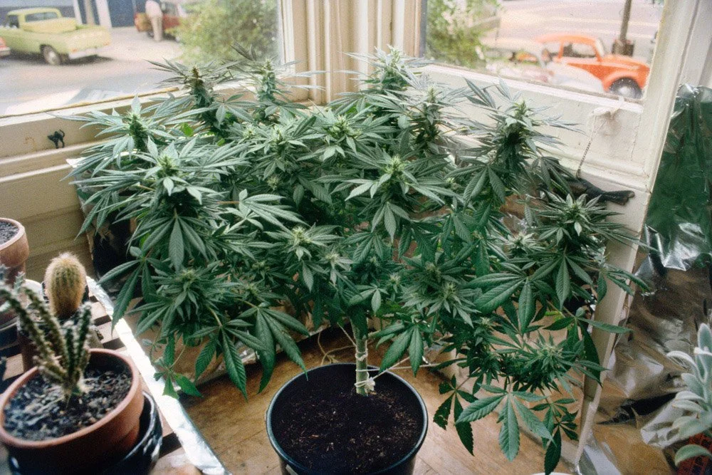 Frank_Mariannes Afghani1_kept below street view_Noe Street_Castro_San Francisco_CA_1981