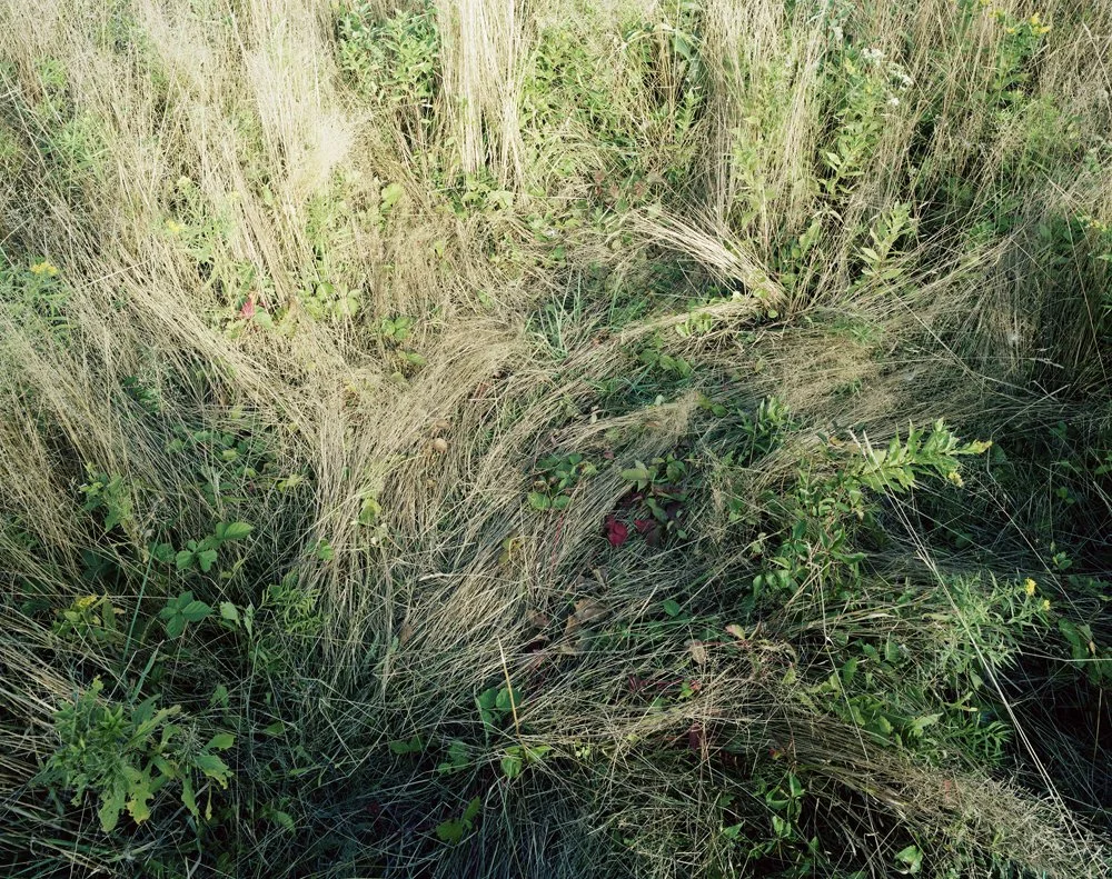 Katherine Wolkoff Deerbeds 09, 2007 Archival Pigment Print 20x24" Edition of 7 40x50" Edition of 7