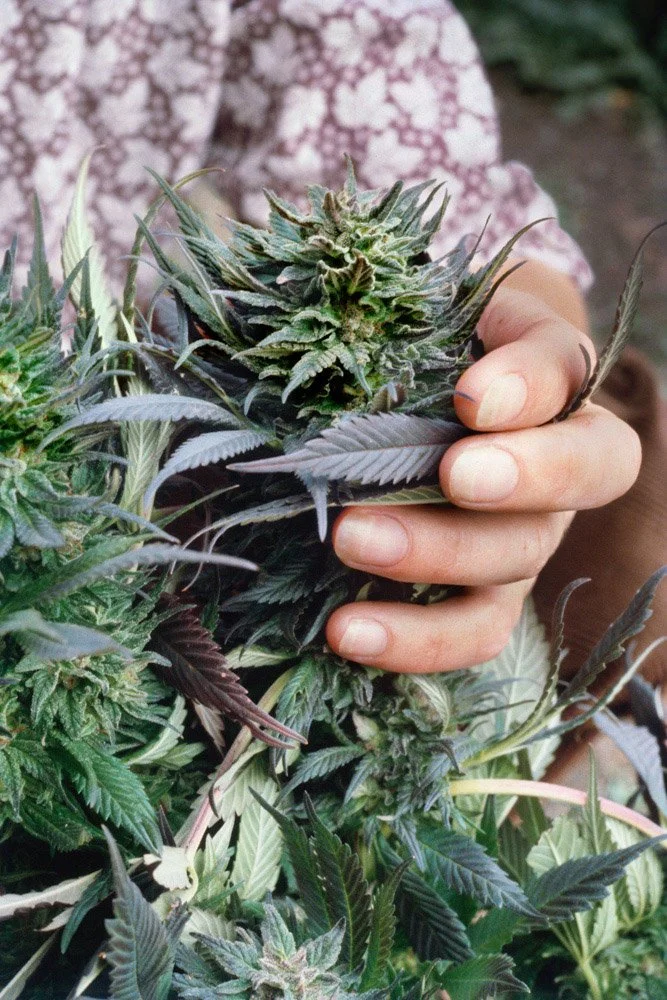 Frank_Afghani1 Landrace_Sonoma County_CA_1979