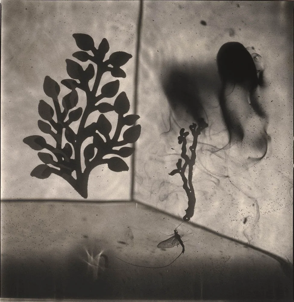 Hiroshi Watanabe, Lotus Dreams 6, 2018