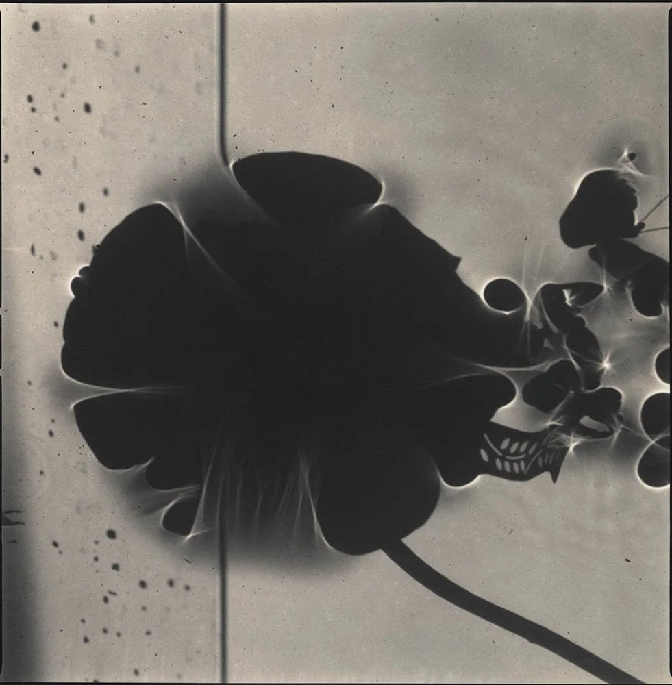 Hiroshi Watanabe, Lotus Dreams 35, 2018