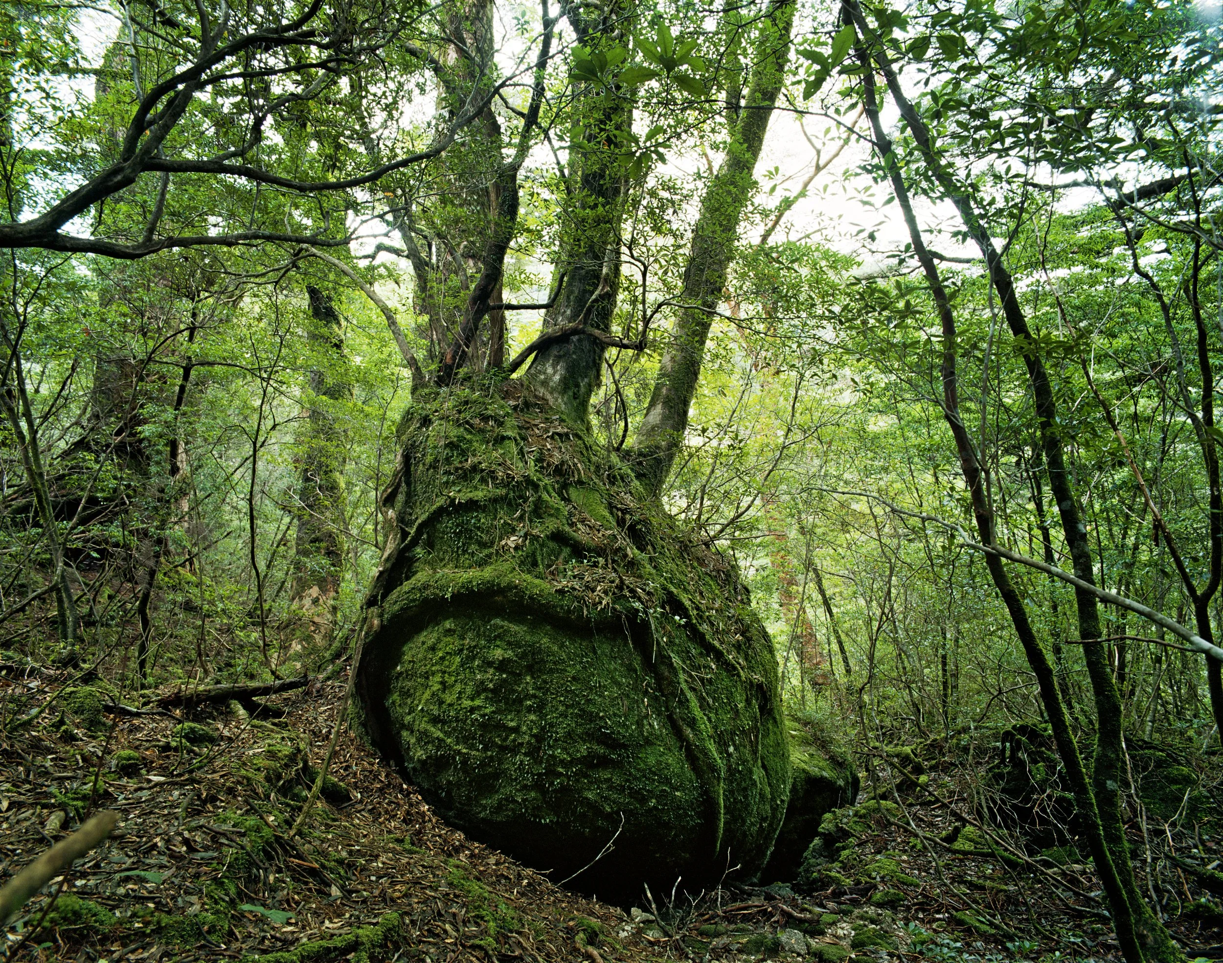 JACQUELINE HASSINK - UNWIRED