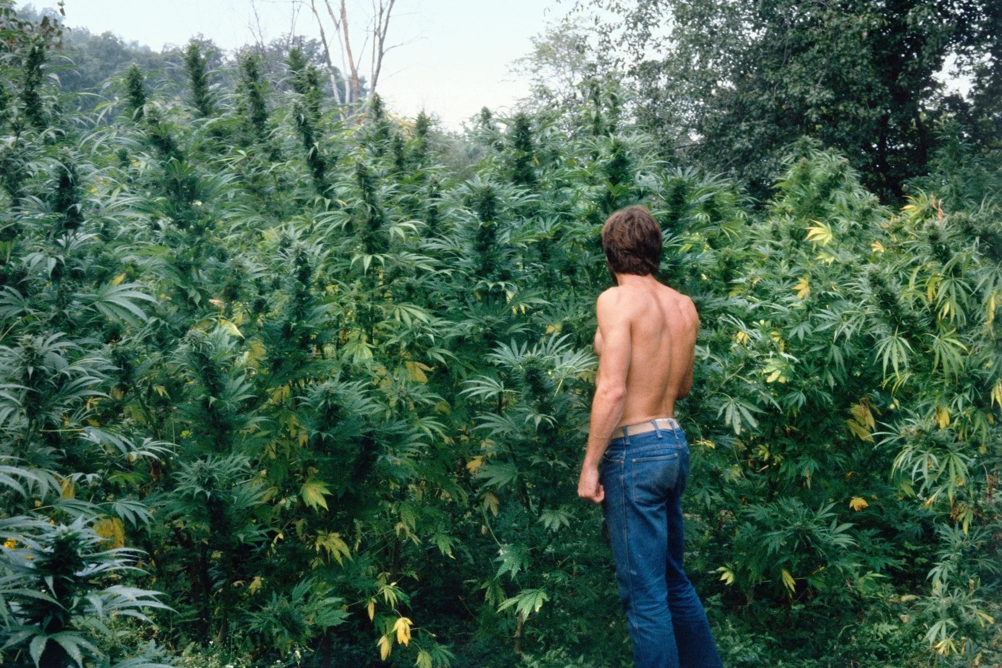 MEL FRANK'S SECRET HISTORY OF PHOTOGRAPHING AND GROWING WEED