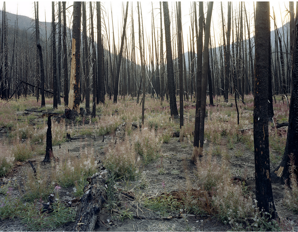 LAURA MCPHEE IN ‘SECOND NATURE: PHOTOGRAPHY IN THE AGE OF ANTHROPOCENE’ AT KEMPER MUSEUM OF CONTEMPORARY ART