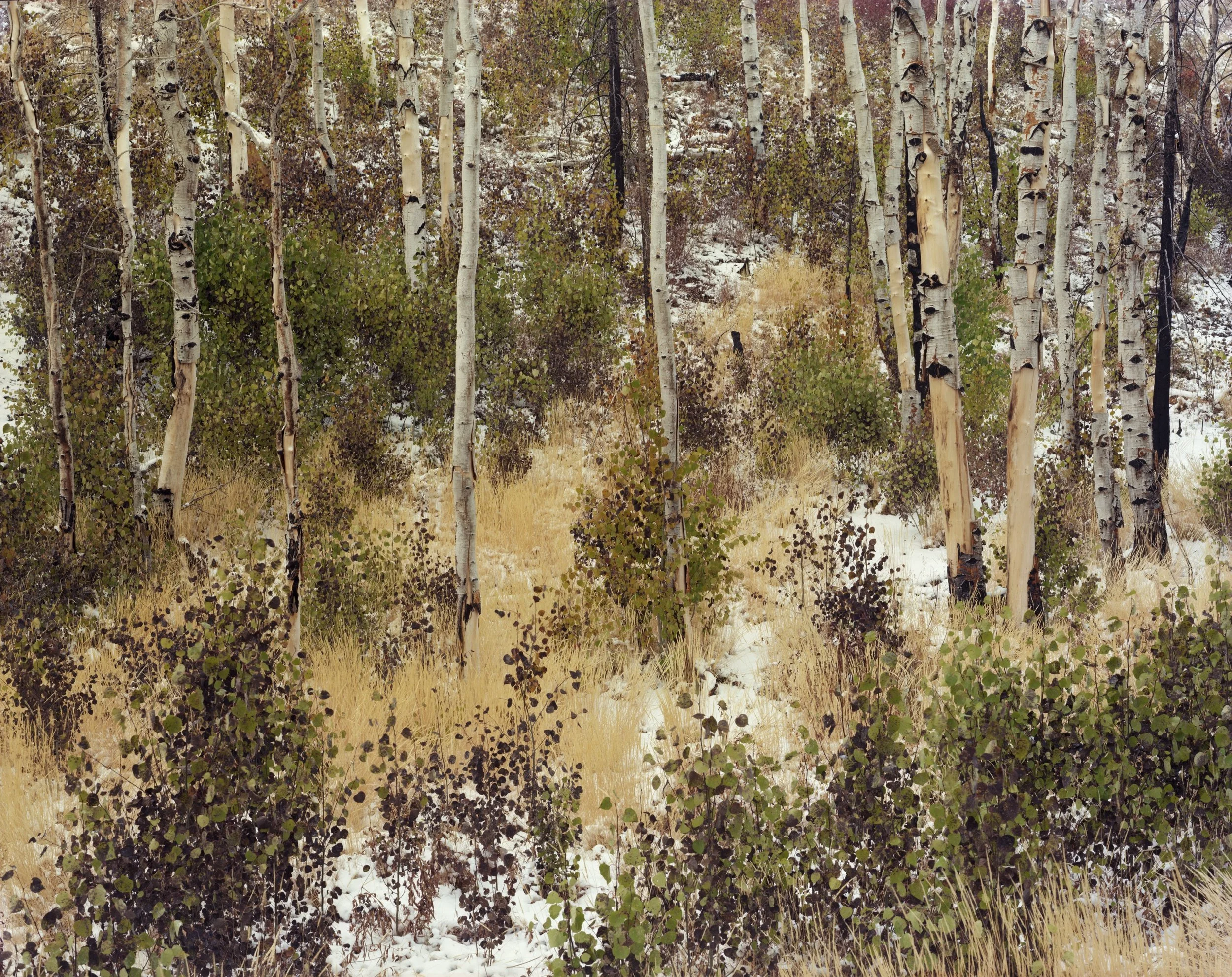 LAURA MCPHEE - GUARDIANS OF SOLITUDE