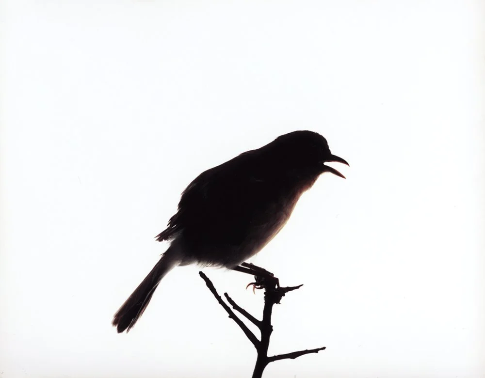 Katherine Wolkoff Yellow Breasted Chat, (231), 2005 Archival Pigment Print 11x14" Edition of 7