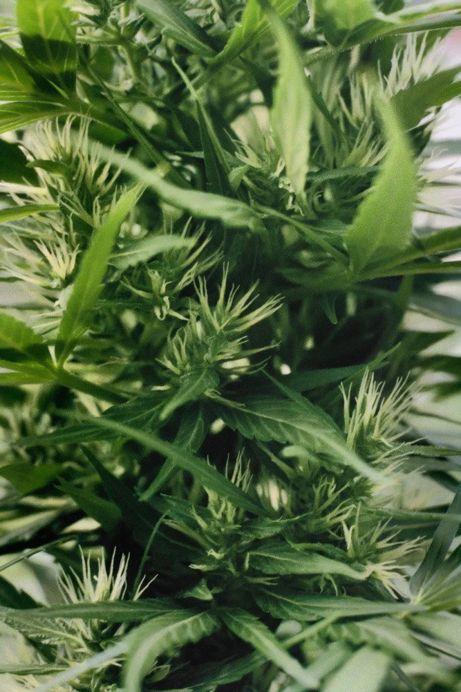 Frank_Fresh Stigmas_Brazzaville Congolese Landrace_Oakland_CA_1979