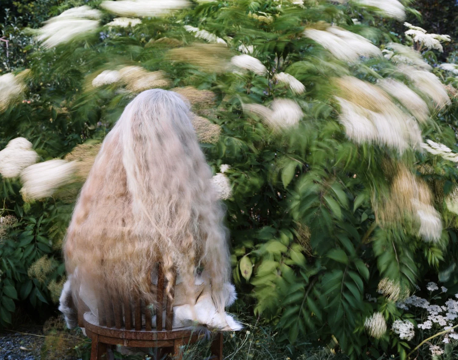 Laura McPhee, Elder Flower Blooming, Jan’s Garden, Challis, Idaho, Desert Chronicle series, 2021