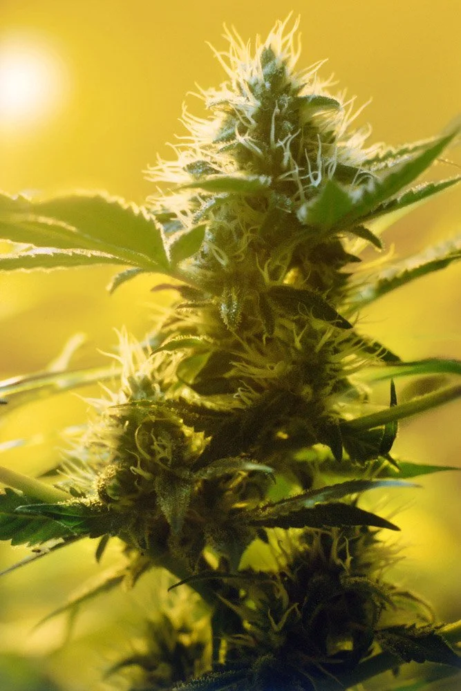 Frank_South Indian Landrace_Oakland_CA_1980