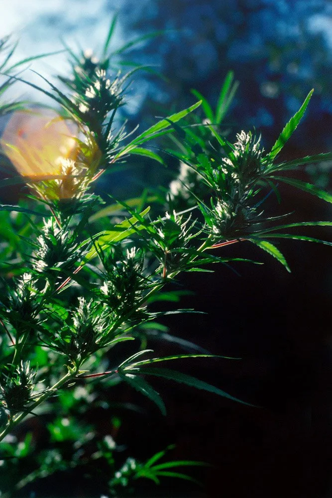 Frank_Backyard _Berkeley CA_1977