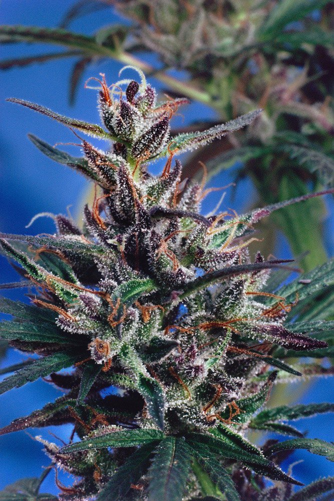 Frank_Nigerian Landrace_Greenhouse_Oakland_CA_1979