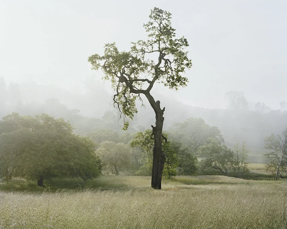 Christopher Woodcock Valley Oak #5, Sedgwick Reserve, 2013 Digital C-Prints 40 x 50" Edition of 6