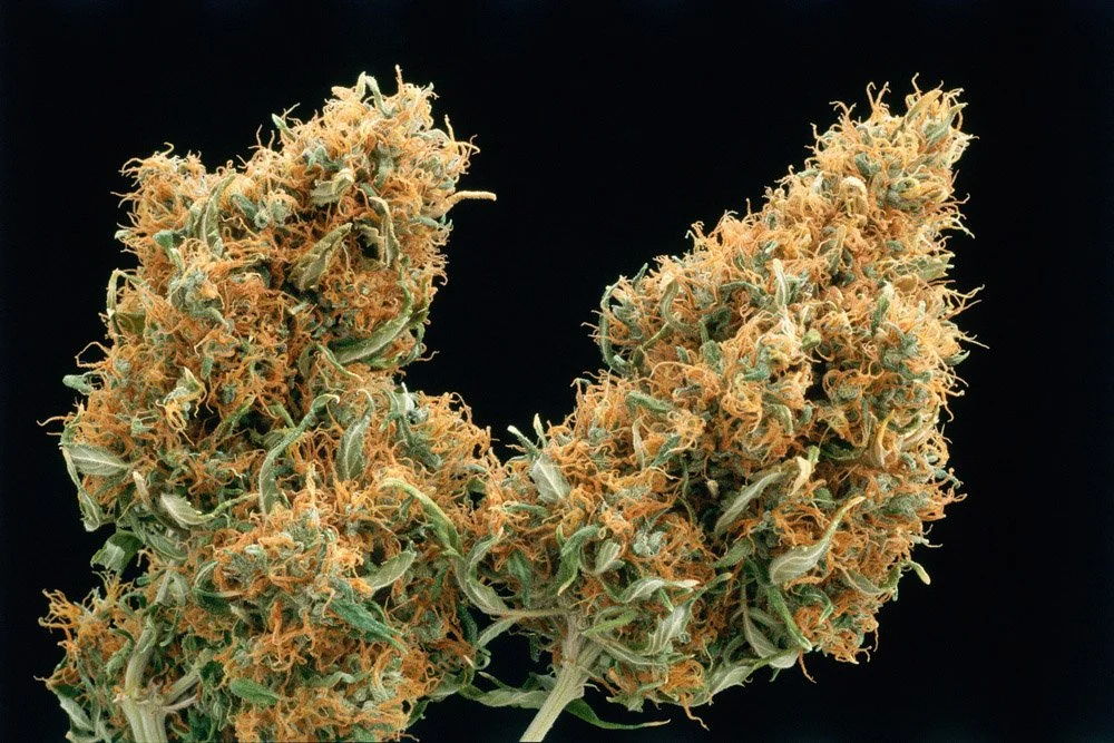 Frank_California Red Head_Santa Monica_CA_1996