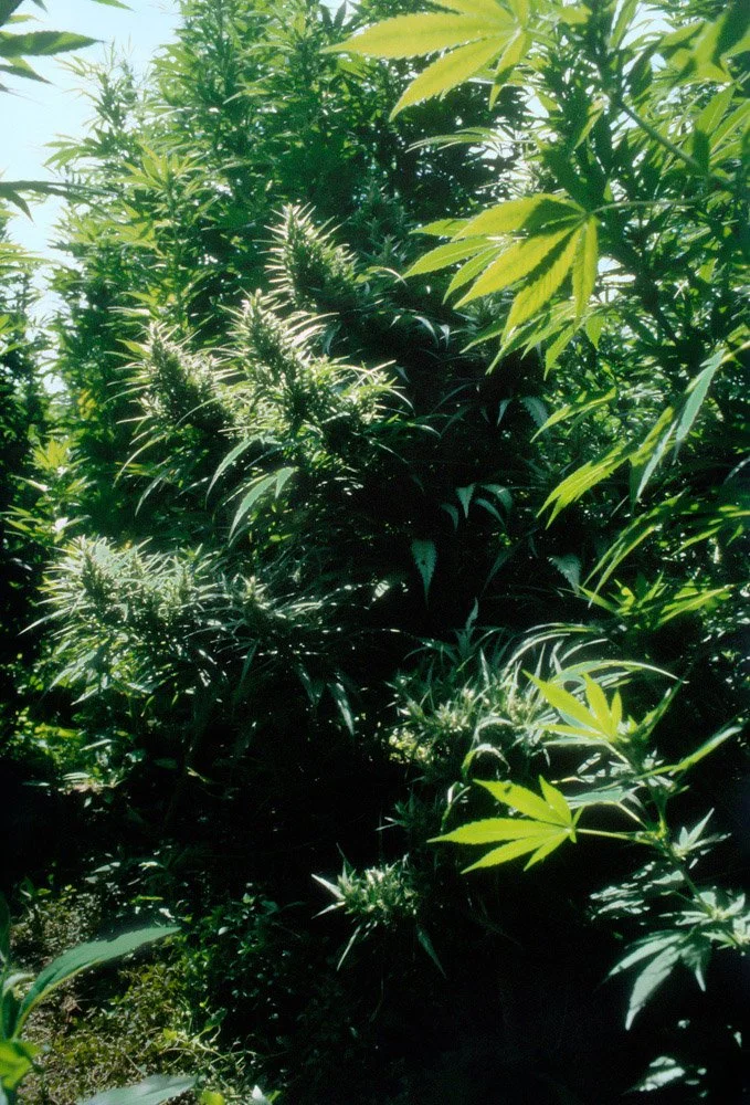 Frank_Western Massachusetts_1982