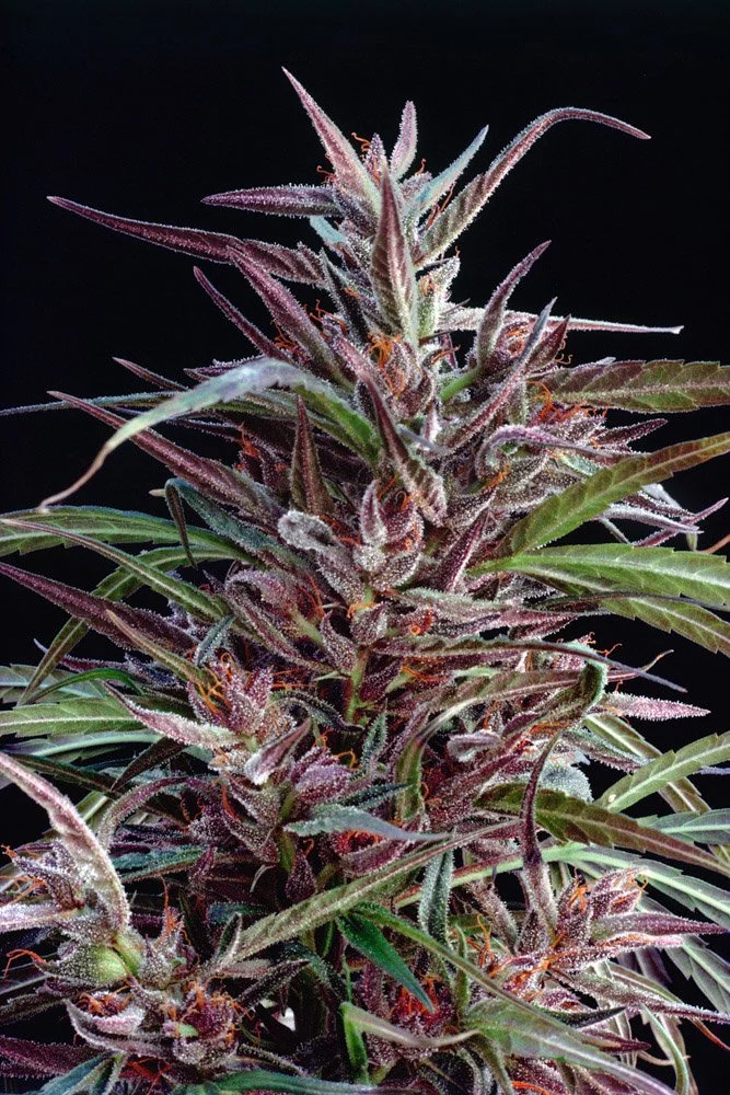 Frank_Chiba Colombian Landrace_Greenhouse_Oakland_CA_1979