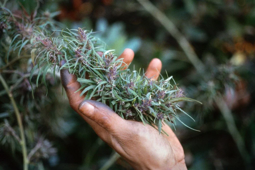 Frank_Finger Rubbed Hashish_Calaveras County_CA_1978