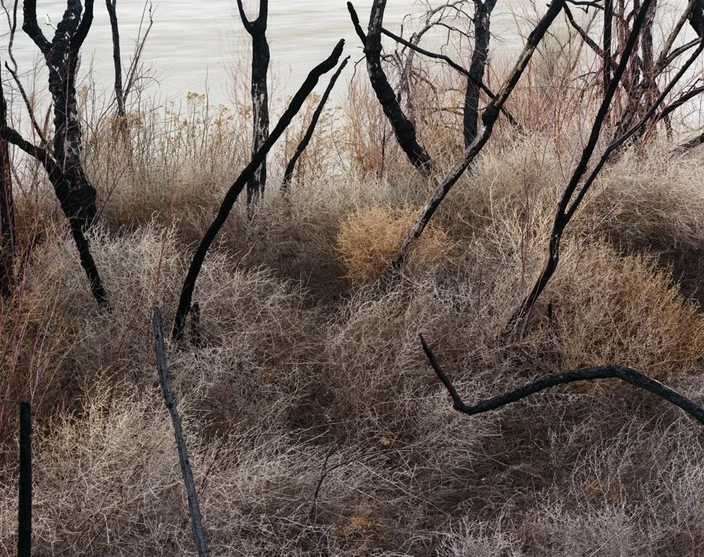 Laura McPhee Invasive Asian Tamarisk burned by the Bureau of Land Management_Colorado River at Dewey Bridge, Utah, 2011 Archival Pigment Ink Prints 30 x 40"    Edition of 5 40 x 50"    Edition of 5 50 x 60"    Edition of 5 60 x 75"    Edition of 5