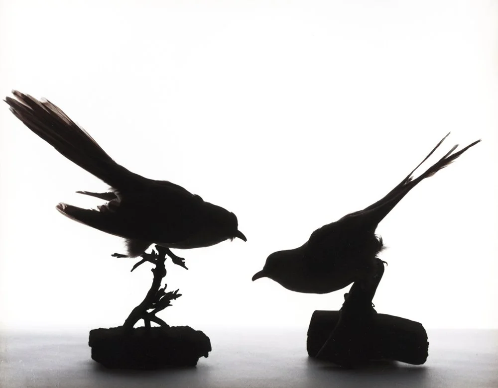 Katherine Wolkoff Blackbilled Cuckoos, (111), 2005 Archival Pigment Print 11x14" Edition of 7