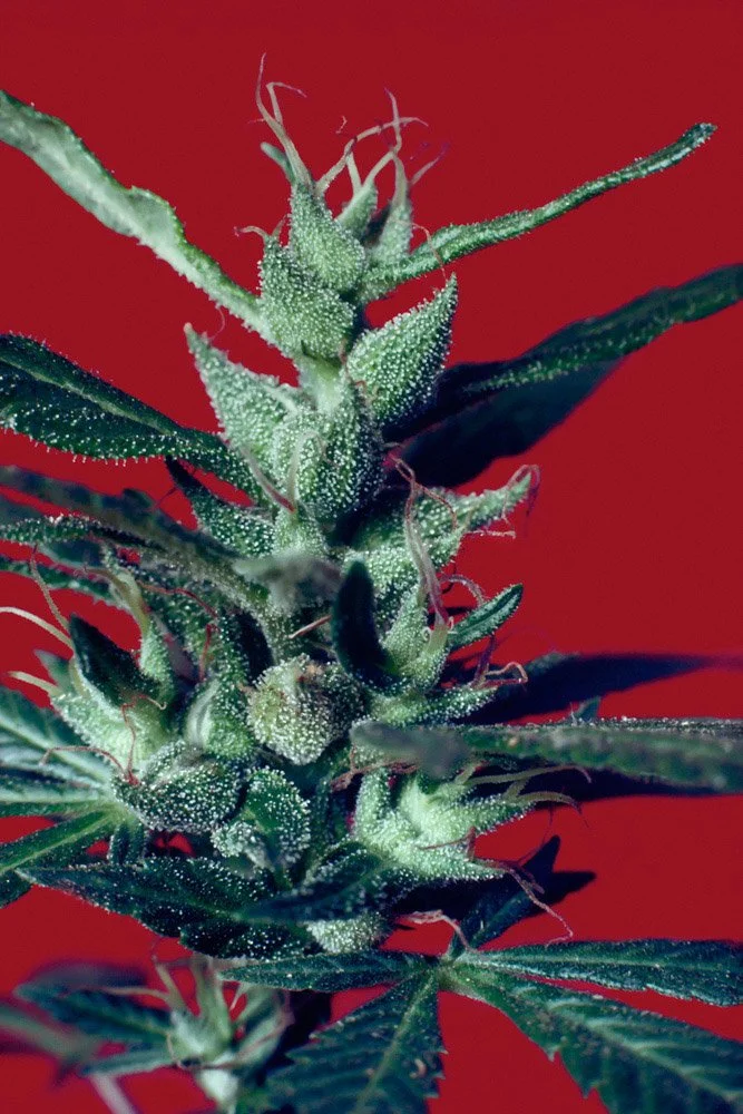 Frank_Seeded Colombian Landrace_Backyard_Oakland_CA_1979