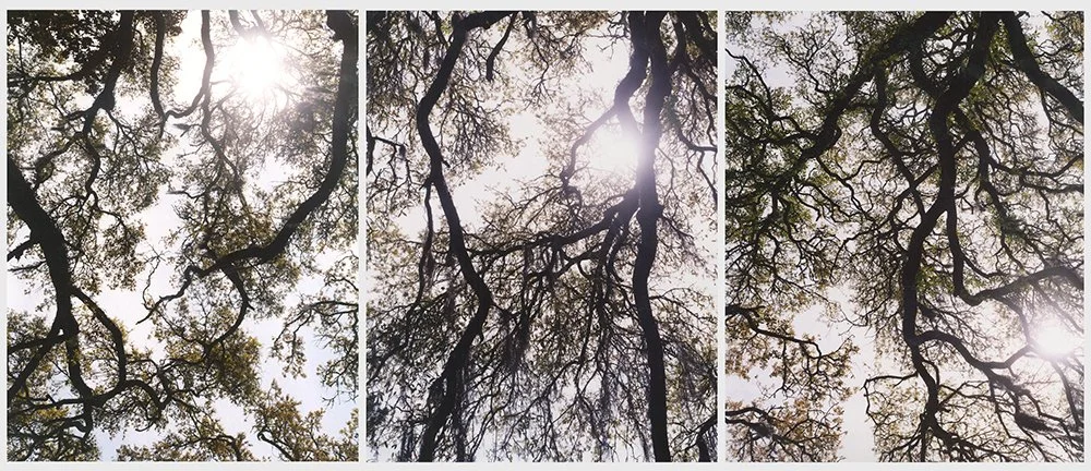 Katherine Wolkoff Untitled 23, Georgia, Nocturne, 2005 Archival Pigment Print 40x30" (each panel) Edition of 7