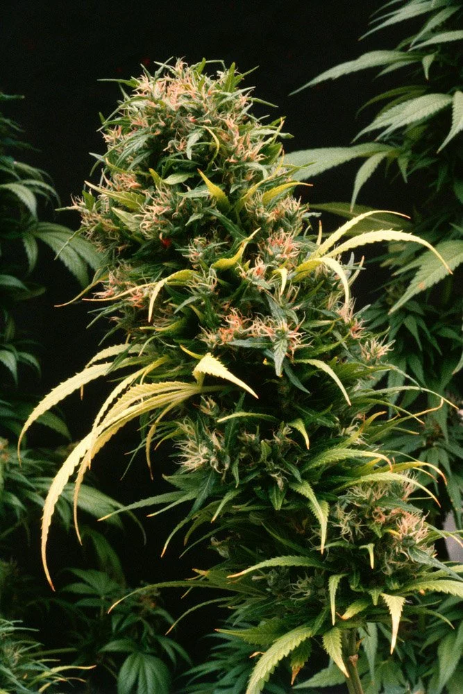 Frank_Afghani1 x Nigerian F1_Greenhouse_Oakland_CA_1980