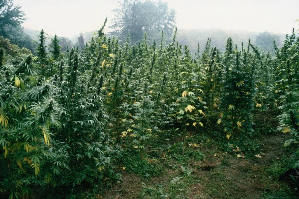 Frank_Morning Mist_NY_1982