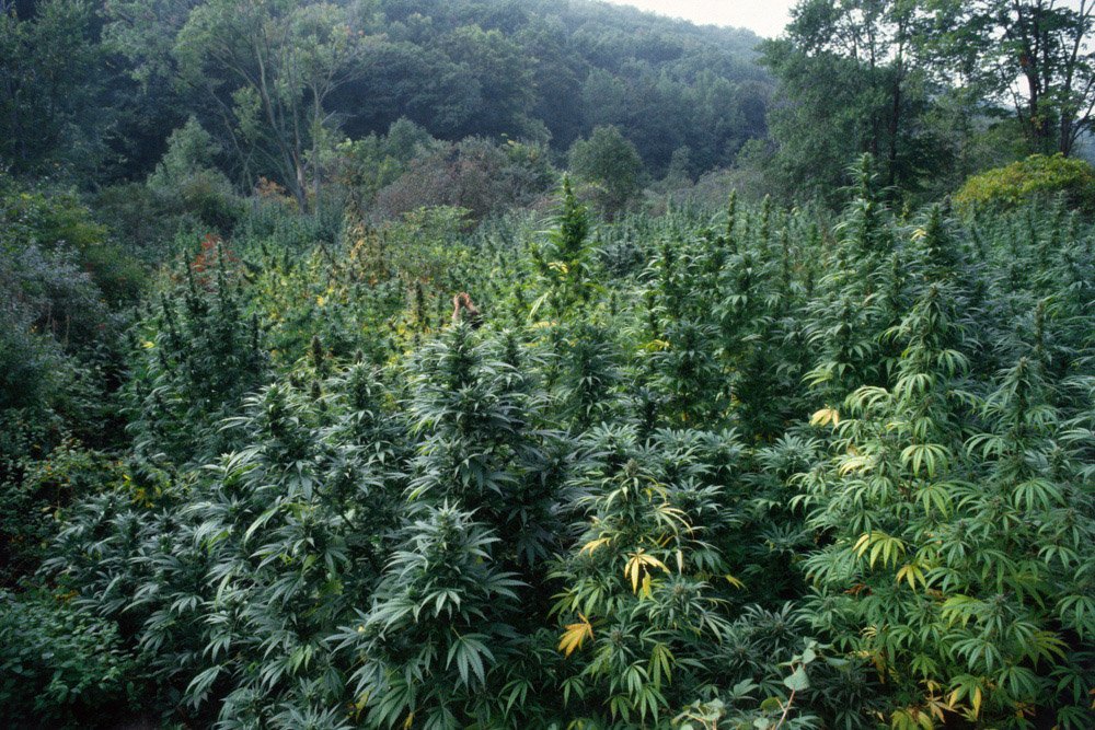 Frank_Hands Up_Checking Maturity_NY_1982