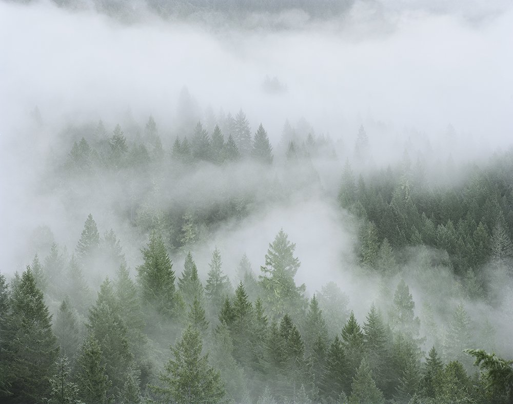 Christopher Woodcock Clearing Fog #2, Angelo Coast Range Reserve, 2013 Digital C-Prints 40 x 50" Edition of 6