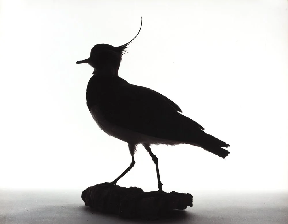 Katherine Wolkoff Northern Lapwing, (063), 2005 Archival Pigment Print 11x14" Edition of 7