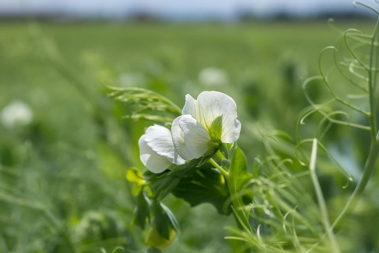 Hvid blomst blandt grønne blade og ranker, med en grøn mark i baggrunden.