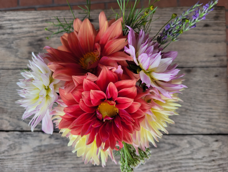 Mixed dahlias