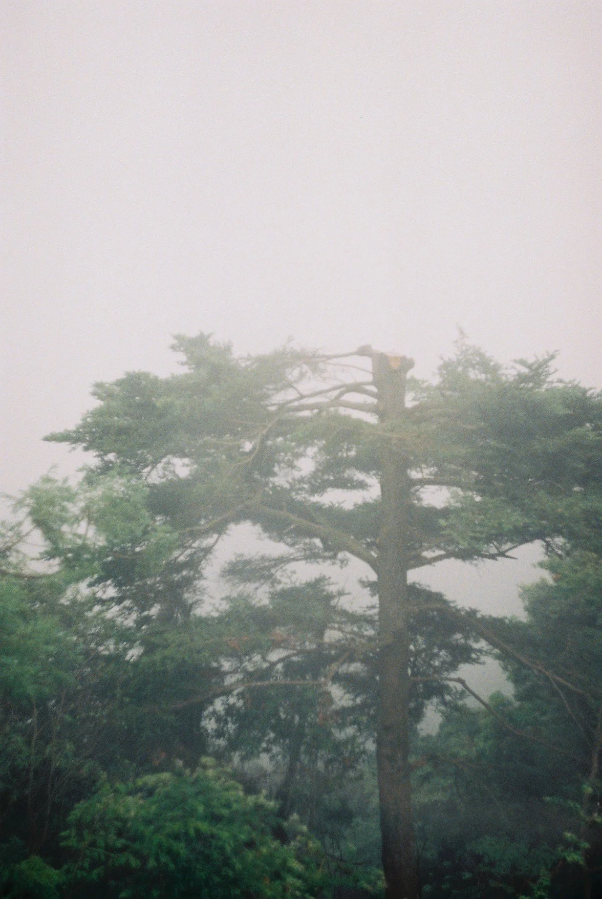 A tall tree on a foggy day, surrounded by other trees and lush green vegetation.