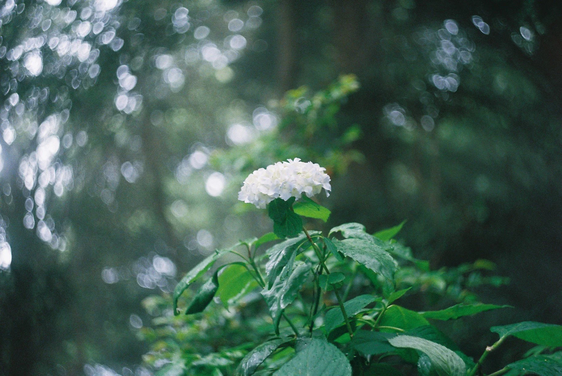 A white hydrangea flower surrounded by green leaves in a lush, dewy garden with blurred background and soft light.