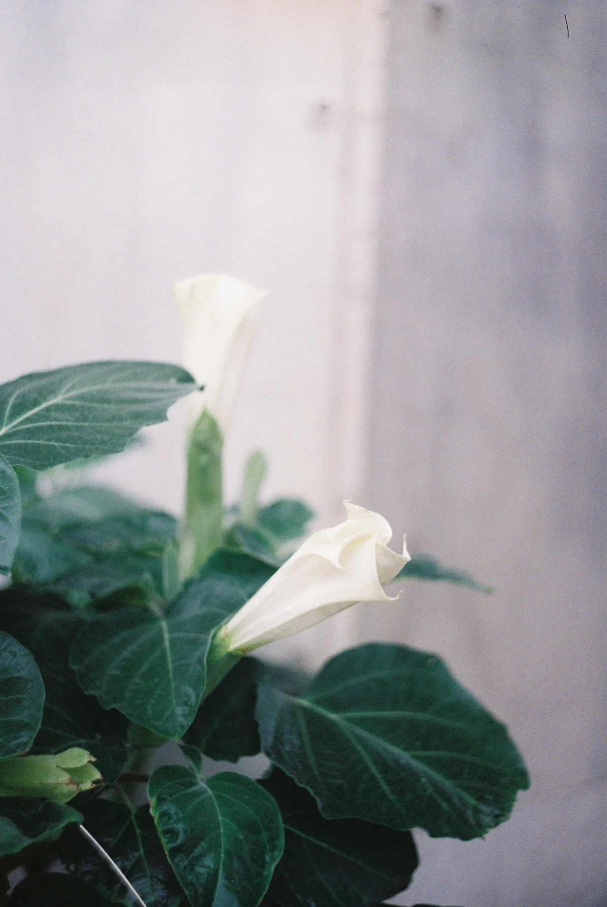 Close-up of two white calla lily flowers with dark green leaves against a plain light background.
